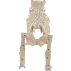 Skeleton Bones The Dog Prop