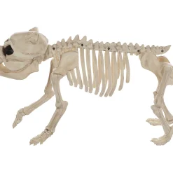 Skeleton Bones The Dog Prop